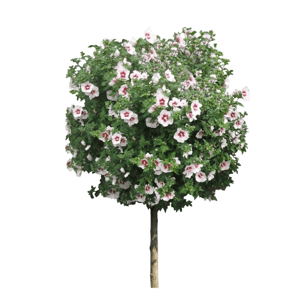 Chateau De Chambord Rose Of Sharon (Hibiscus Syriacus 'Minsyre10') - Ground Layers