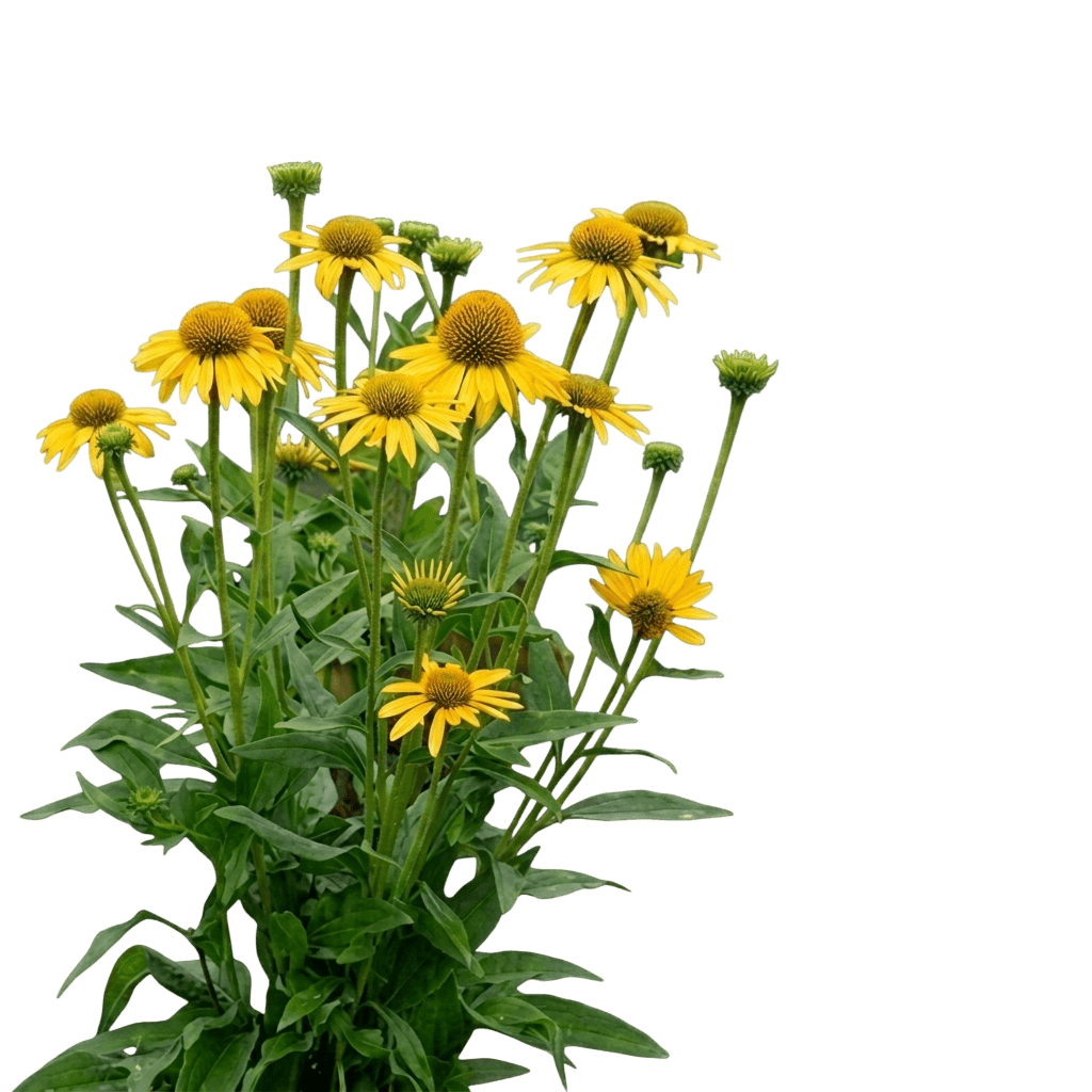 Sombrero® Lemon Yellow Coneflower (Echinacea X Hybrida Sombrerolemon Yellow 'Balsomemy') - Perennials