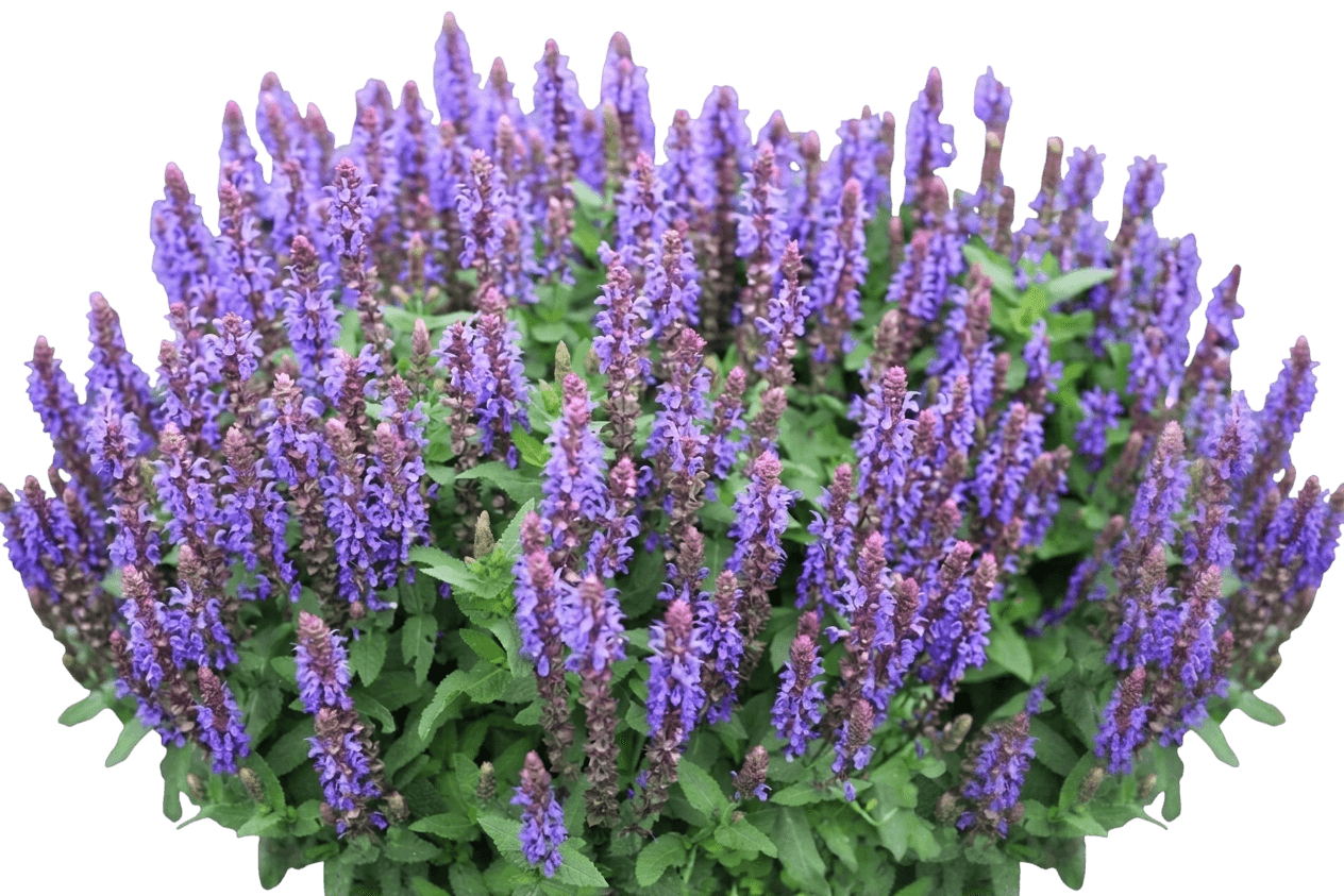 Meadow Or Woodland Sage 'Sensation ' (Salvia Nemorosa Sky Blue 'Sensation') - Perennials