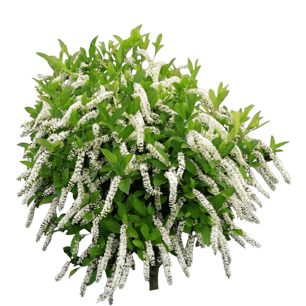 Little Henry® Virginia Sweetspire (Itea Virginica Var. Virginica 'Sprich') - Shrubs