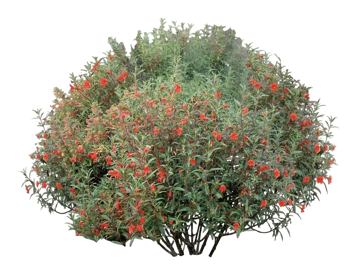 red bush monkey flower (Mimulus Aurantiacus Var. Puniceus) - Shrubs