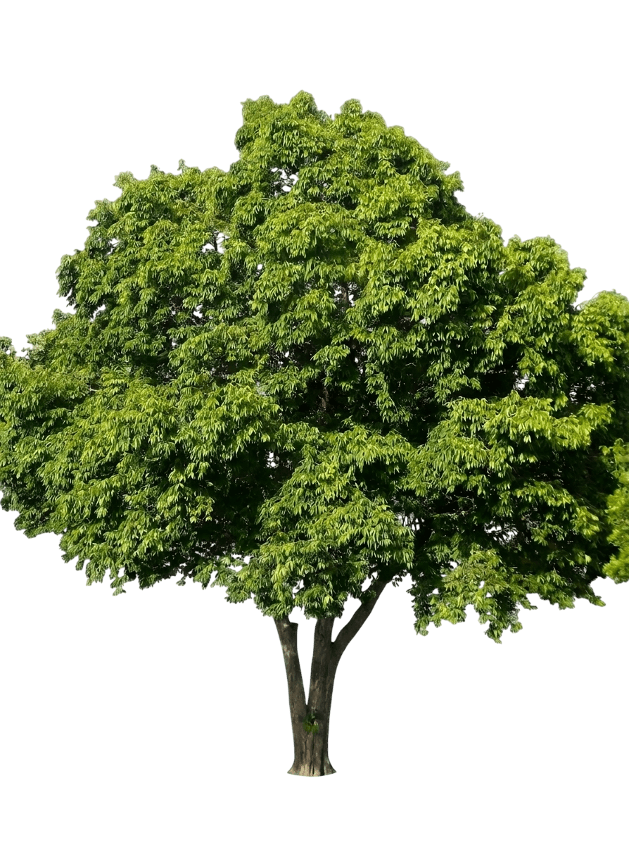 River Cherry (Syzygium Tierneyanum) - Evergreen Trees