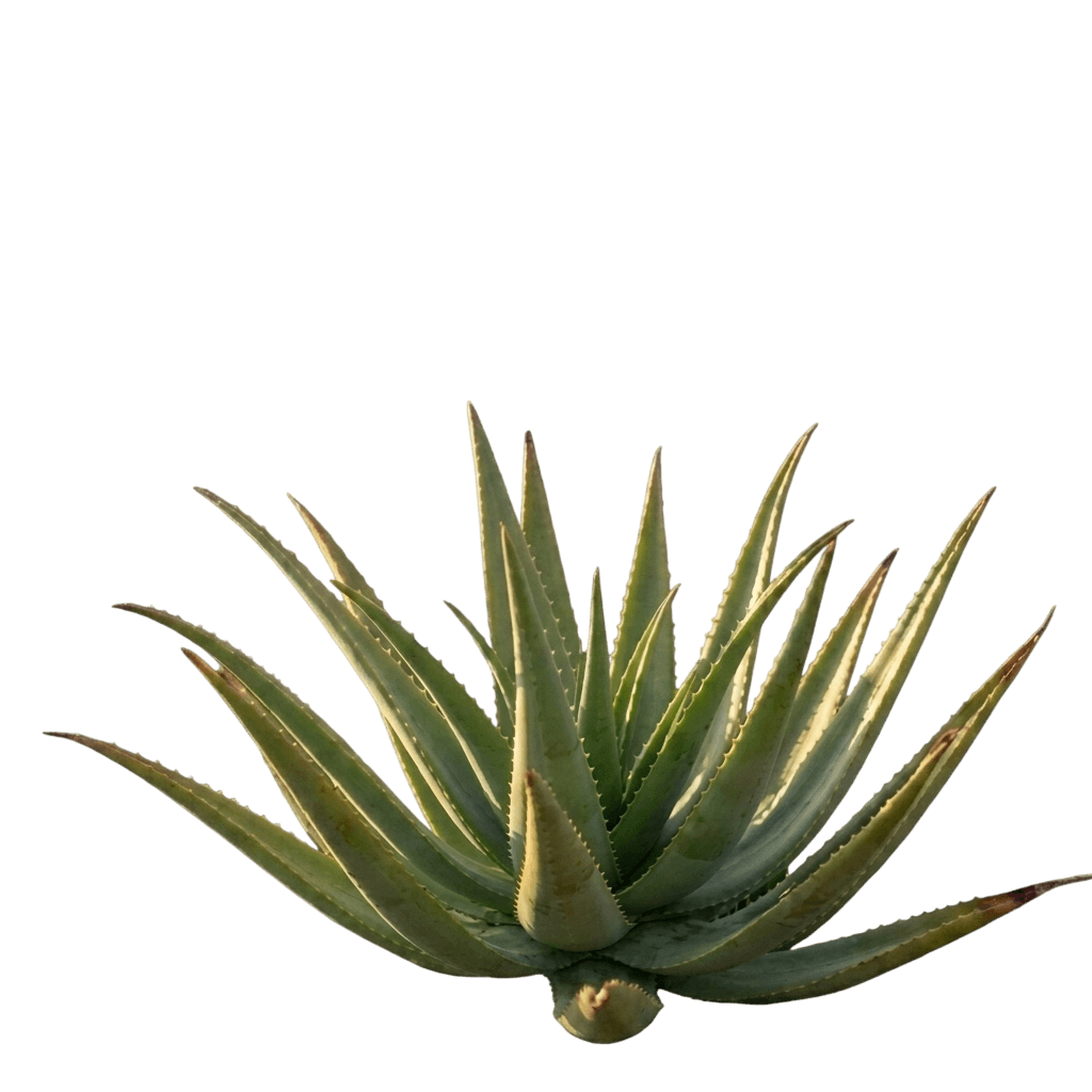 Hedgehog aloe (Aloe Humilis) - Succulents