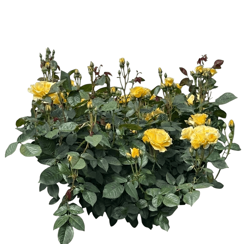 Doris Day Floribunda Rose (Rosa Var. Spp. 'Wekmajuchi') - Shrubs
