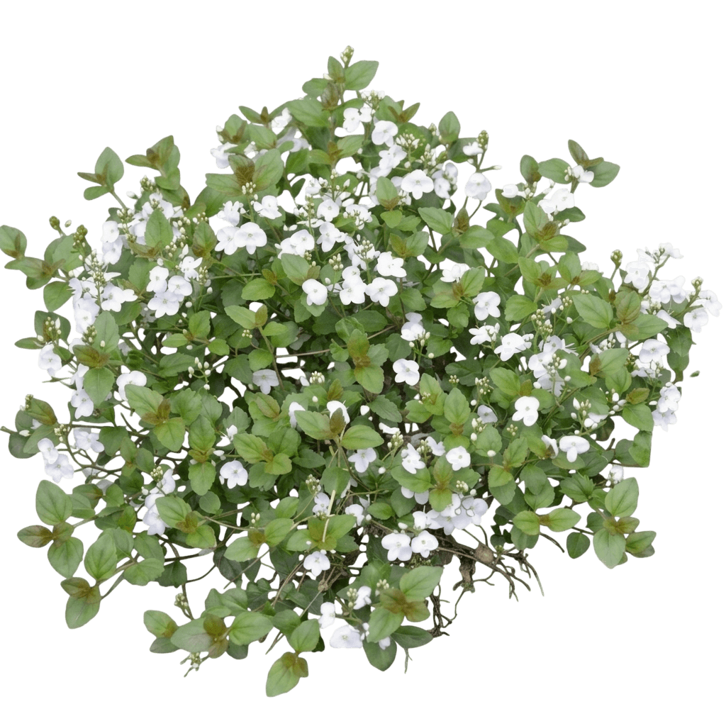 Speedwell (Veronica X 'Whitewater') - Ground Layers
