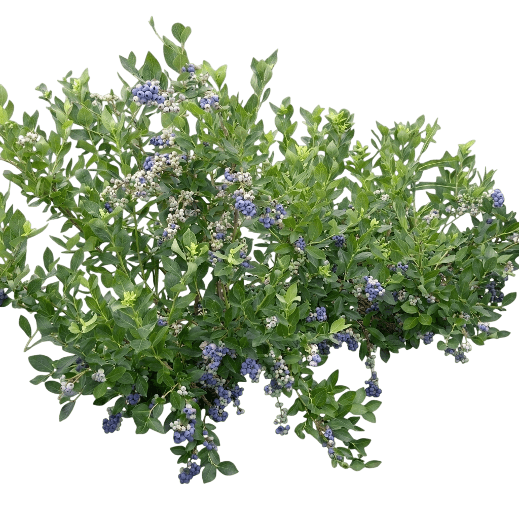 Duke Blueberry (Vaccinium Corymbosum 'Duke') - Ground Layers