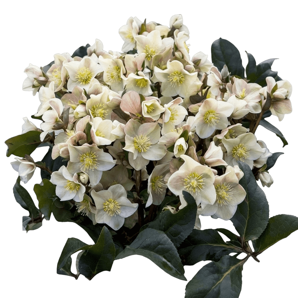 cinnamon snow lenten rose (Helleborus X Ballardiae Hgc Cinnamon Snow 'Coseh 700') - Perennials