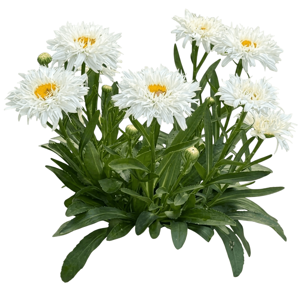 Shasta Daisy, 'Sweet Daisy Jane' (Leucanthemum X Superbum 'Sweet Daisy Jane') - Perennials