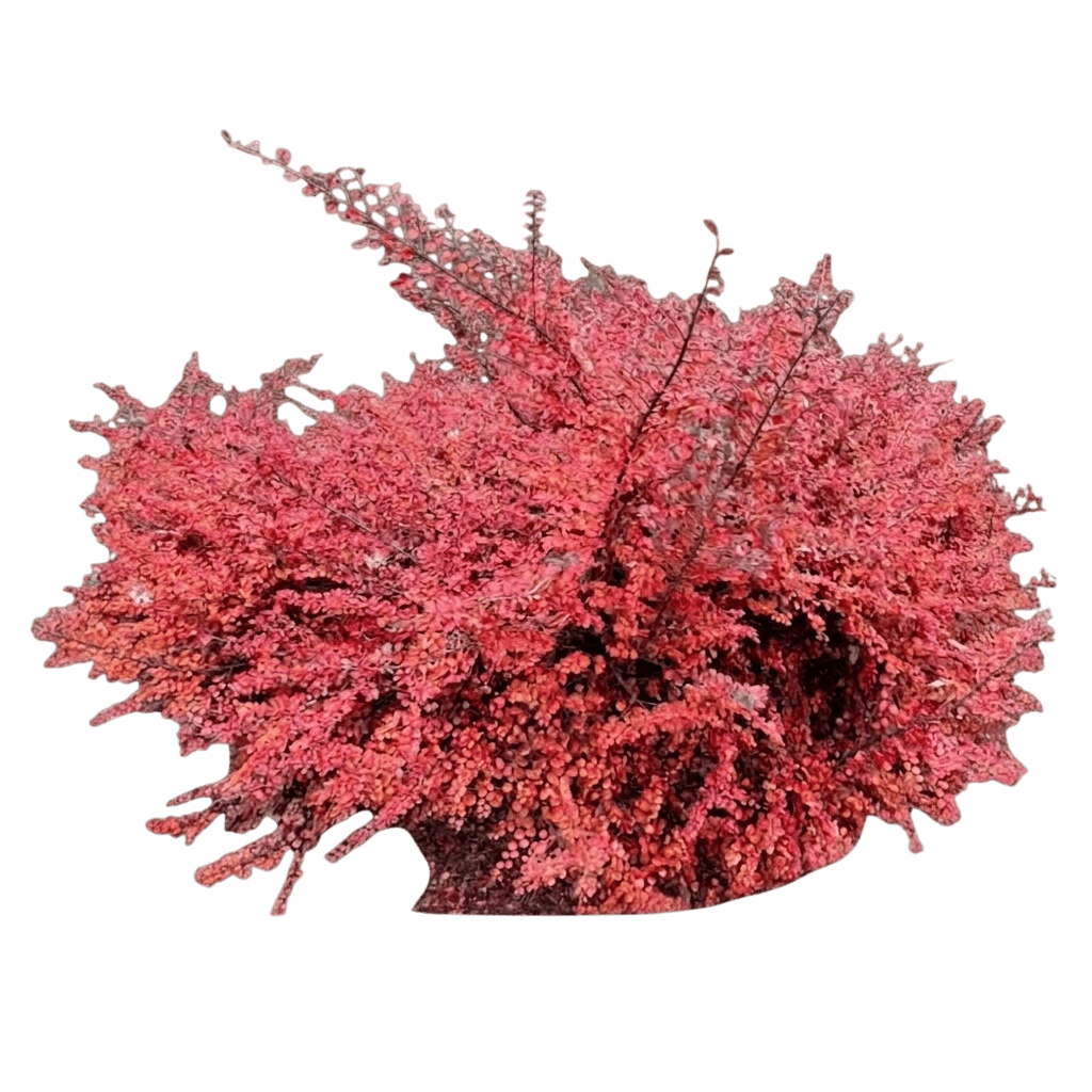 Autumn Inferno cotoneaster (Cotoneaster 'Bronfire') - Ground-layer plants