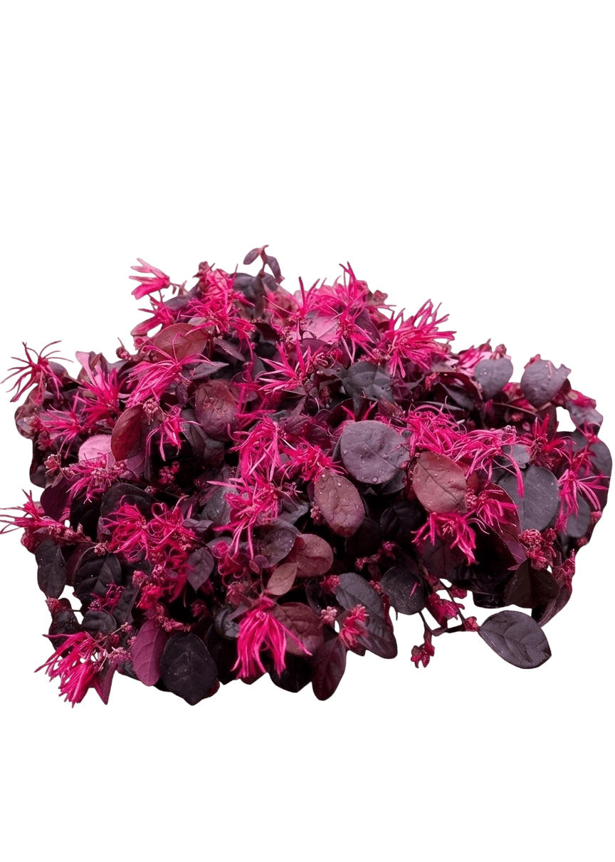 Jazz Hands® Pink Chinese Fringe-flower (Loropetalum Chinense Var. Chinense 'Kurenai') - Shrubs