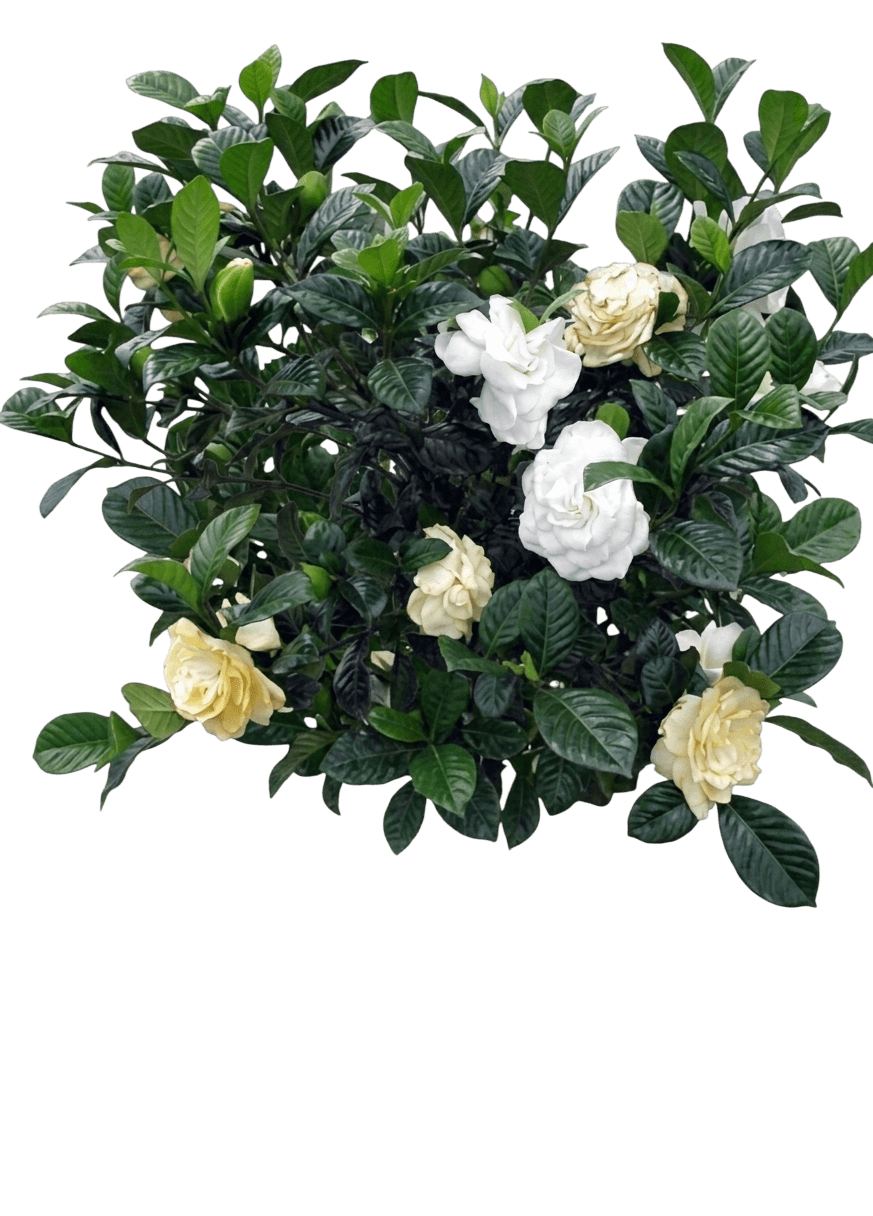Double Mint gardenia (Gardenia Jasminoides 'Double Mint') - Ground Layers