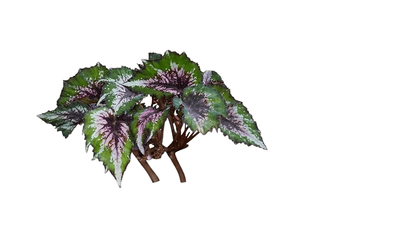 Ninetta begonia (Begonia 'Monhrbt') - Indoor plants