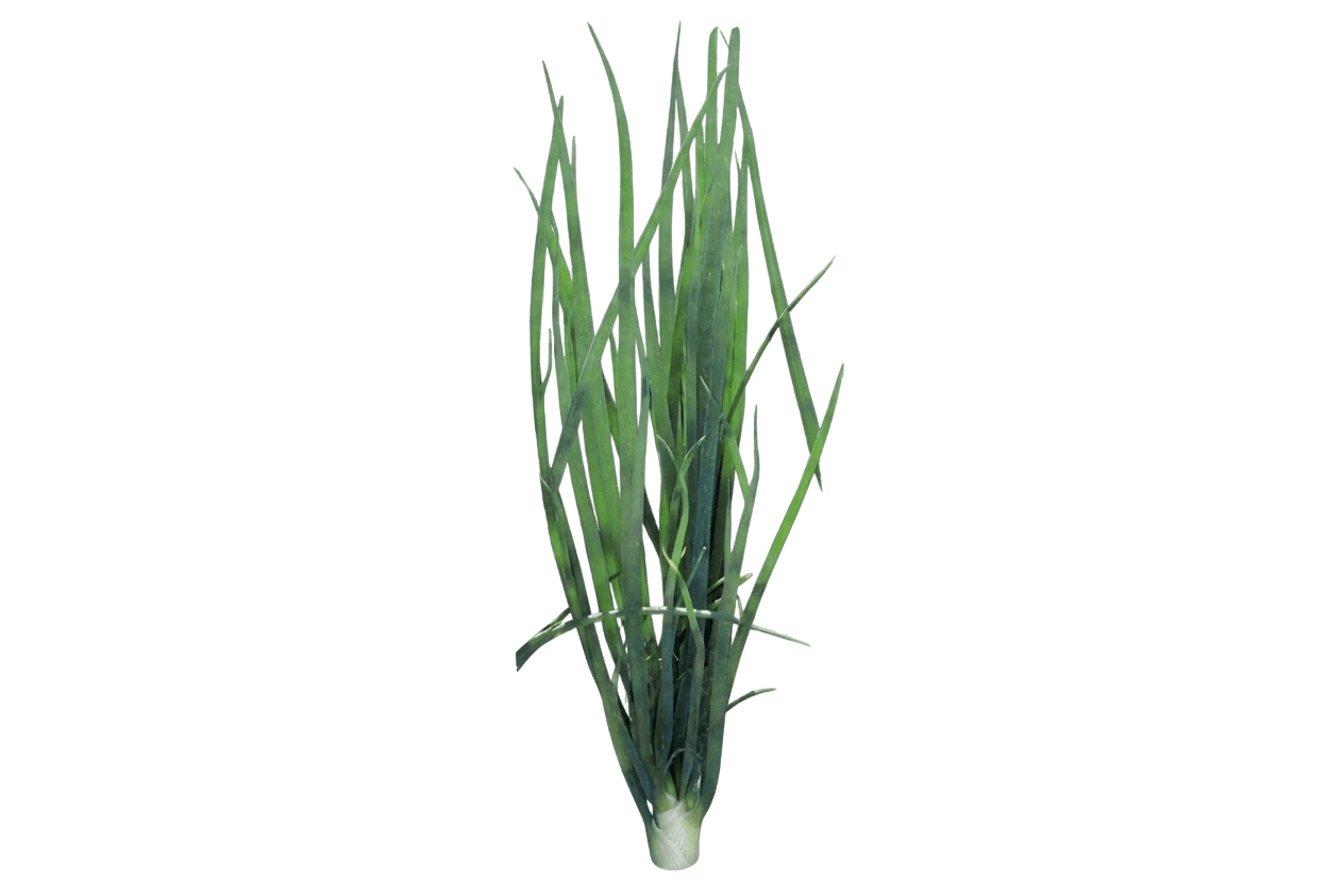 cipolleta (Allium Fistulosum 'Parade') - Piante perenni
