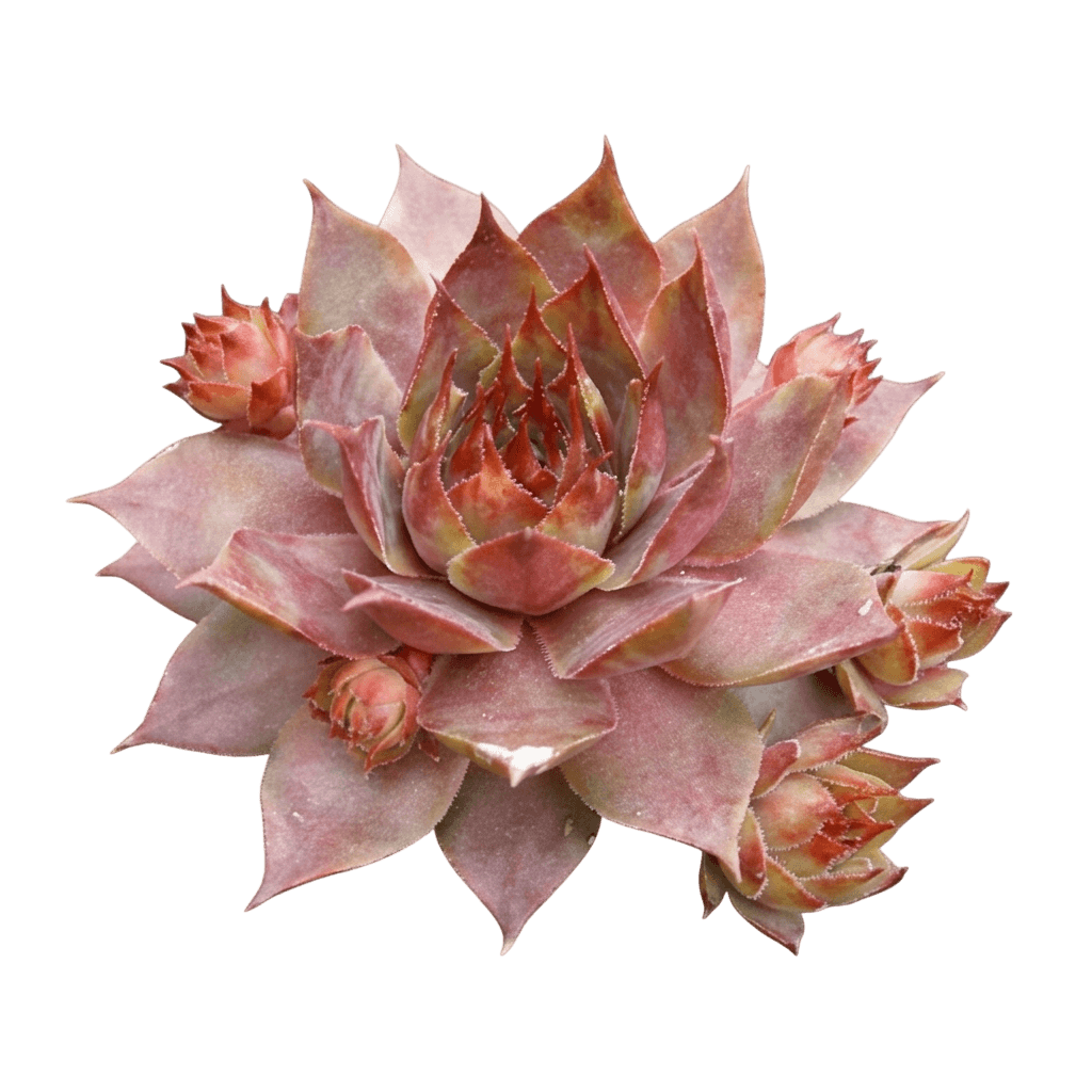 Hens And Chicks (Sempervivum 'Saturn') - Succulents