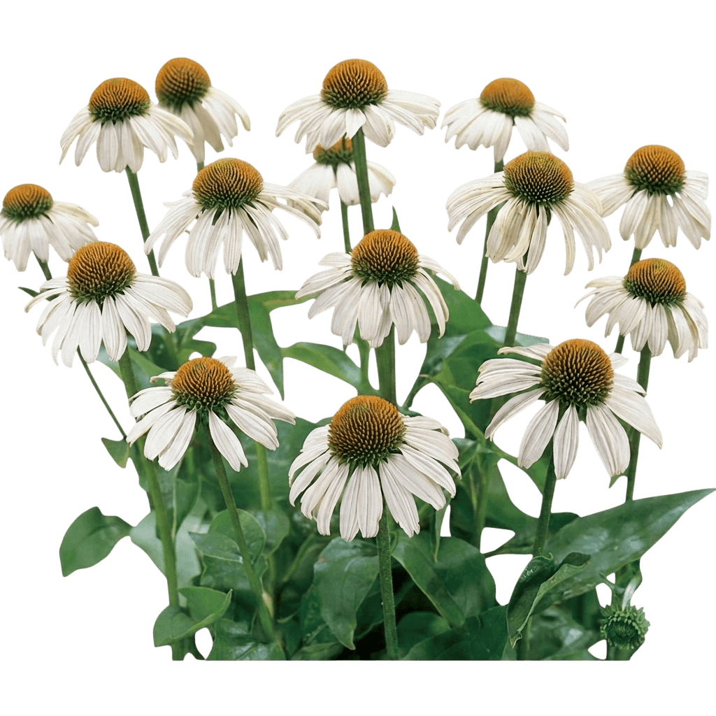 Purpurigelkopf (Echinacea Purpurea Alba 'White Swan') - Stauden