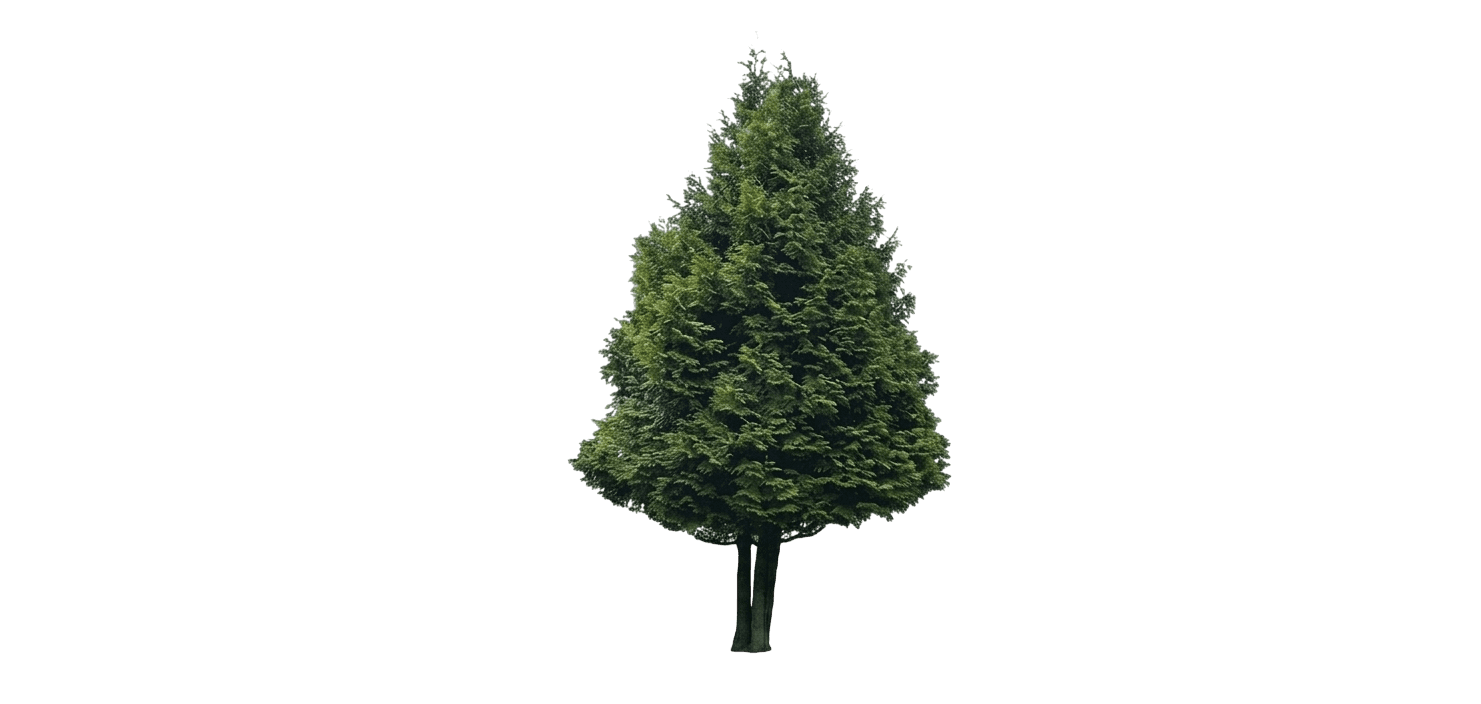 Polar Gold® Arborvitae (Thuja Occidentalis Var. Occidentalis 'Smato') - Evergreen trees
