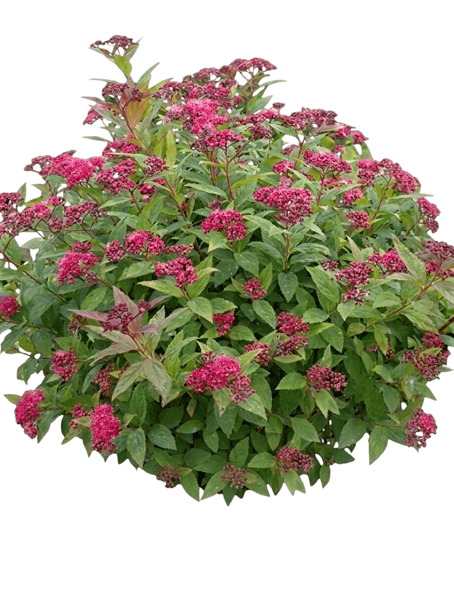 Spiraea 'Walplum' Pp29405 Walberton'S® (Spiraea Japonica Plumtastic 'Walplum') - Ground Layers