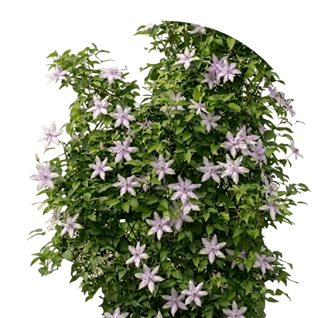 clair de lune™ clematis (Clematis Clair De Lune 'Evirin') - Perennials