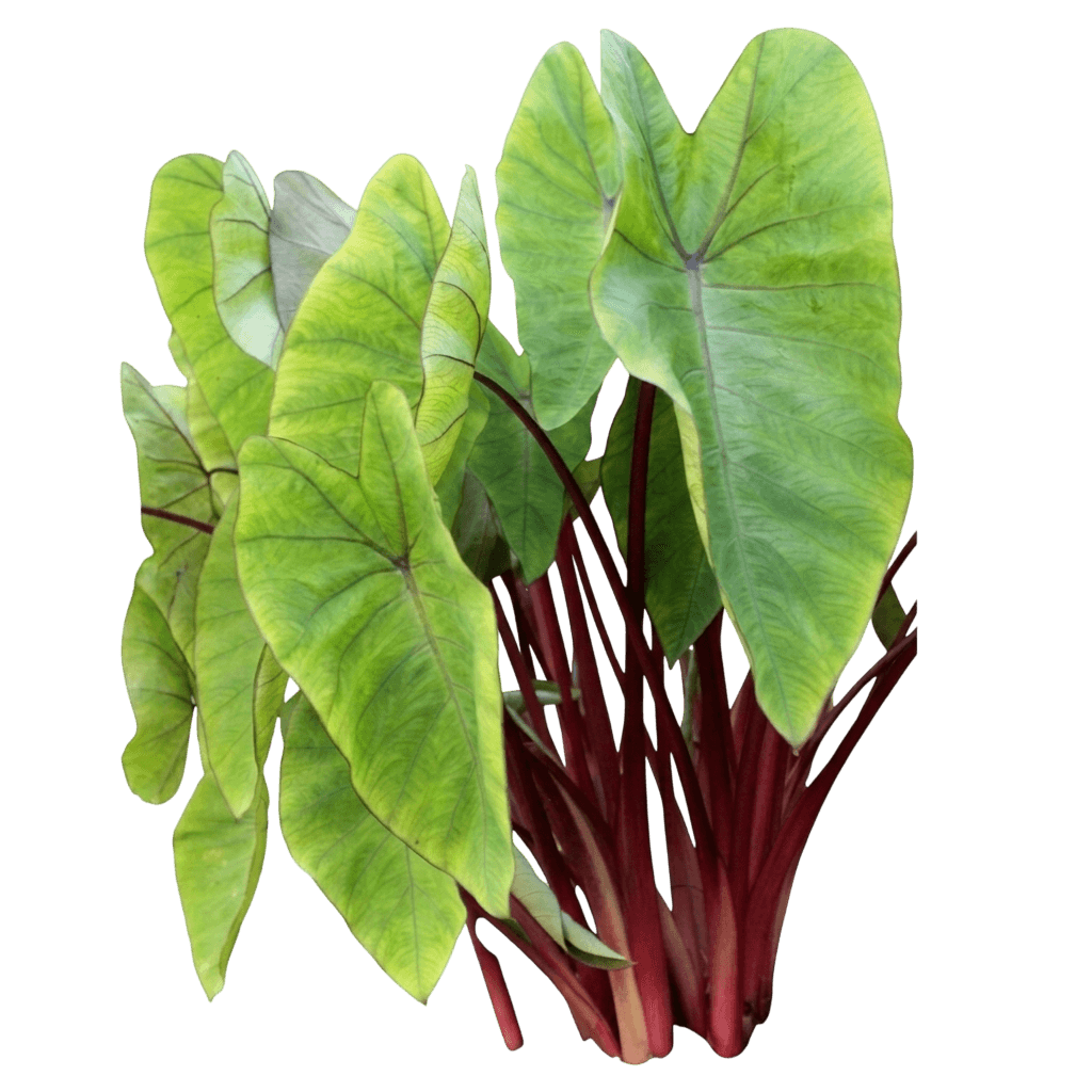 Hawaiian Punch Elephant Ear (Colocasia Esculenta 'Hawaiian Punch') - Indoor Plants
