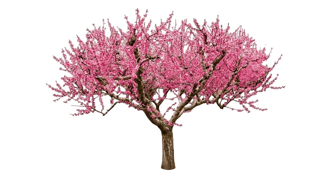Fruit Snacks Sweet Sensation Peach (Prunus Persica 'Burpeach43') - Fruit Trees