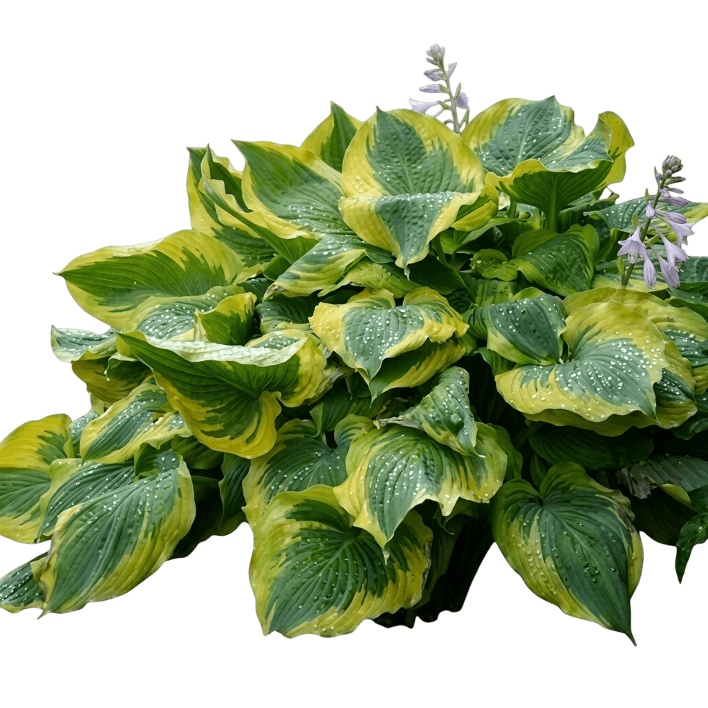 Seducer Hosta (Shadowland) (Hosta Shadowland 'Seducer') - Perennials