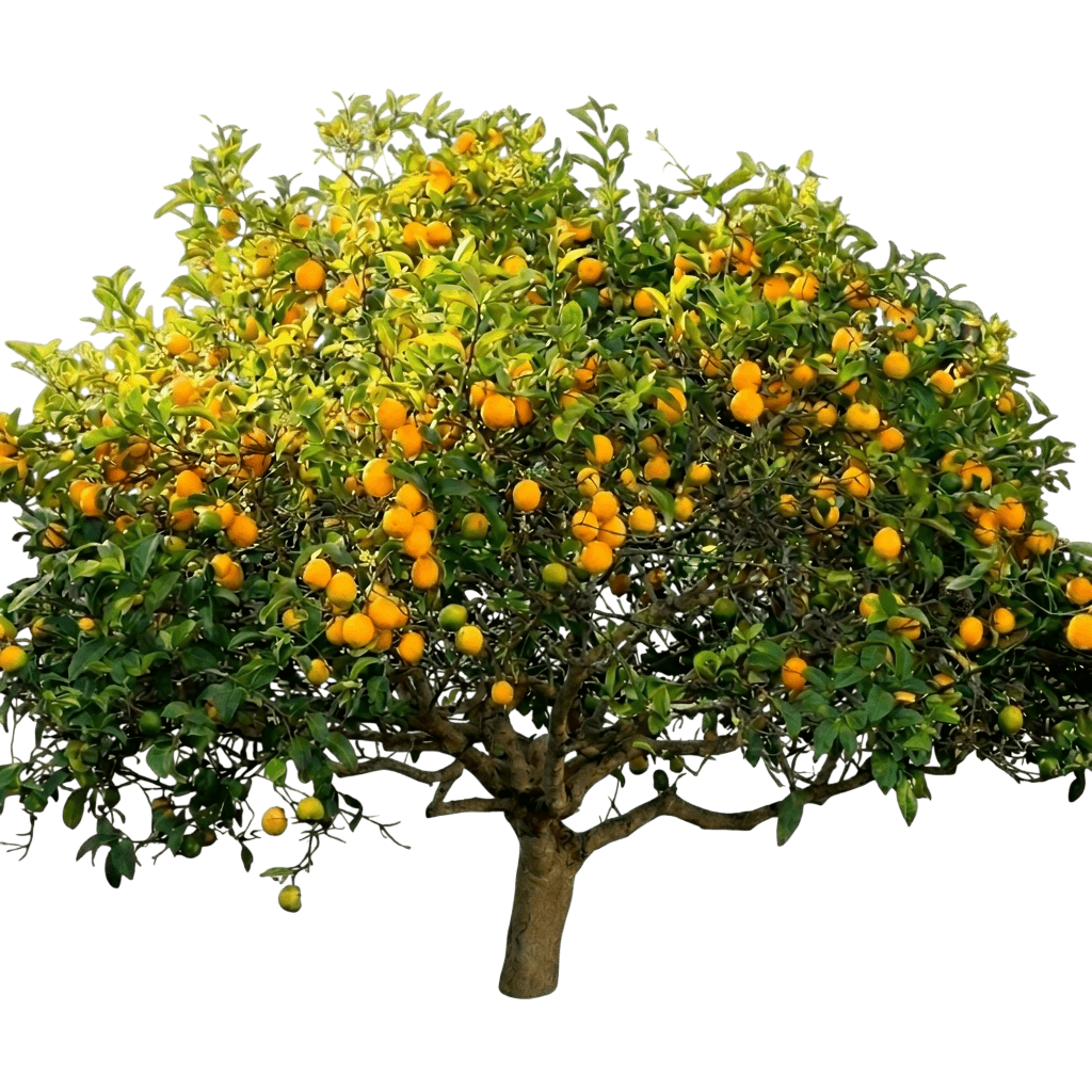 citronnier Meyer (Citrus X Meyeri 'Improved') - Arbres fruitiers