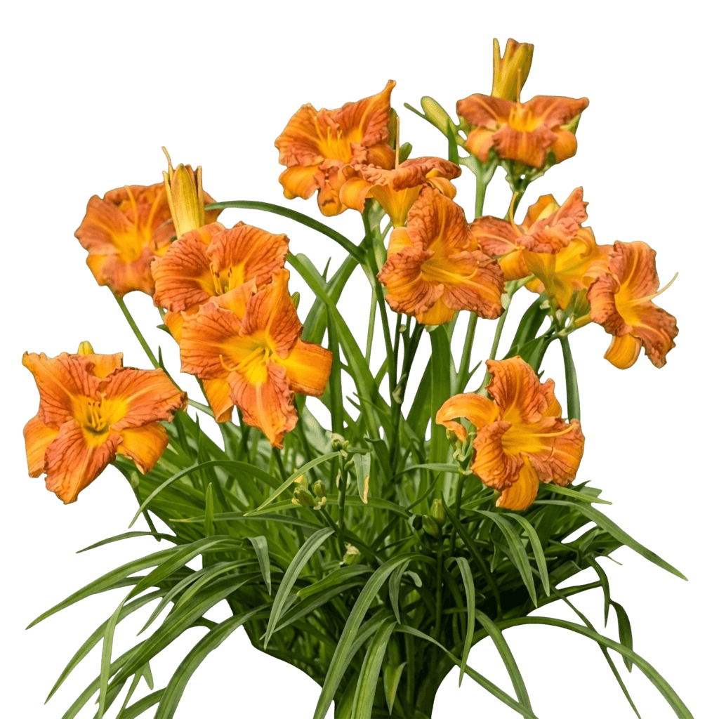 Daylily, 'Purely' (Hemerocallis 'Purely') - Perennials