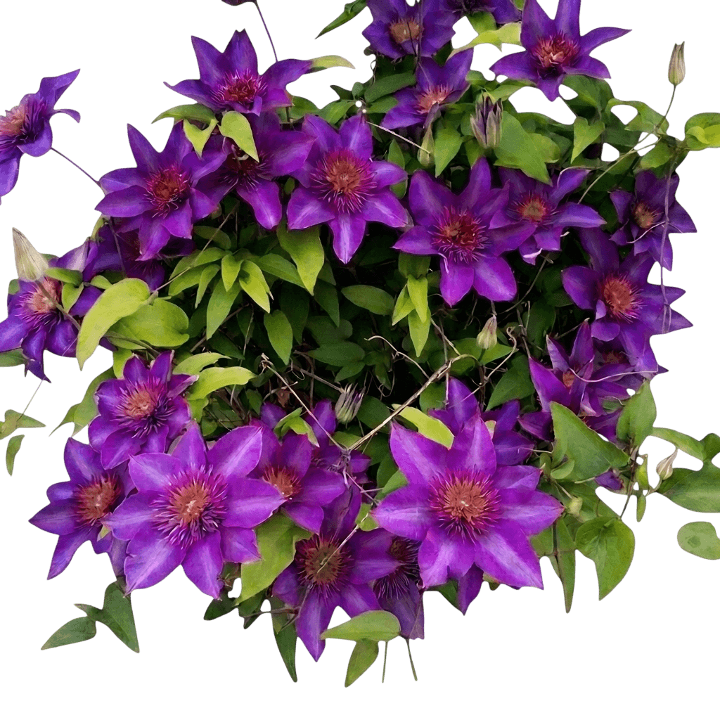 Vancouver Starry Nights clematis (Clematis 'Starry Nights') - Ground-layer plants