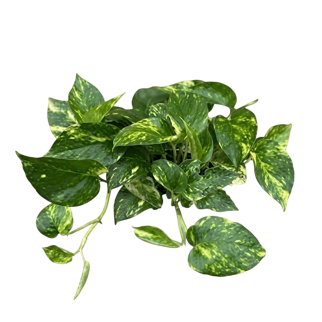 Golden Pothos (Epipremnum Aureum 'Golden') - Indoor Plants