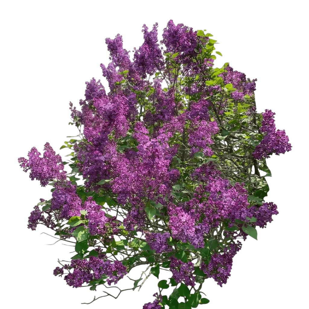 Lilac (Syringa X Hyacinthiflora 'Pocahontas') - Ground Layers