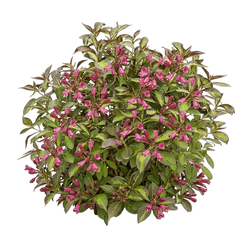 Vinho Verde® Weigela (Weigela Florida Pp34,297 Var. Florida 'Smnwfbgv') - Shrubs