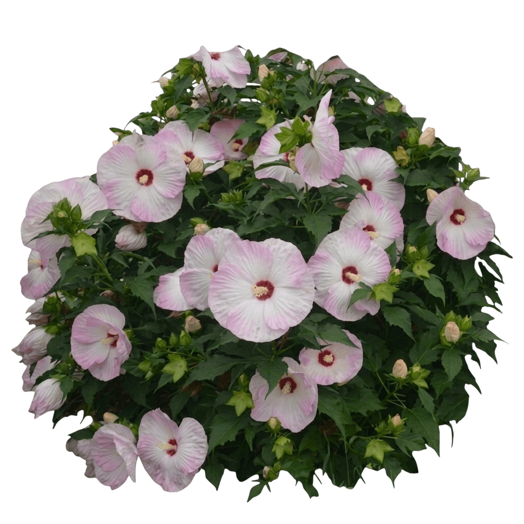 ballet slippers hibiscus (Hibiscus Summerific 'Ballet Slippers') - Perennials