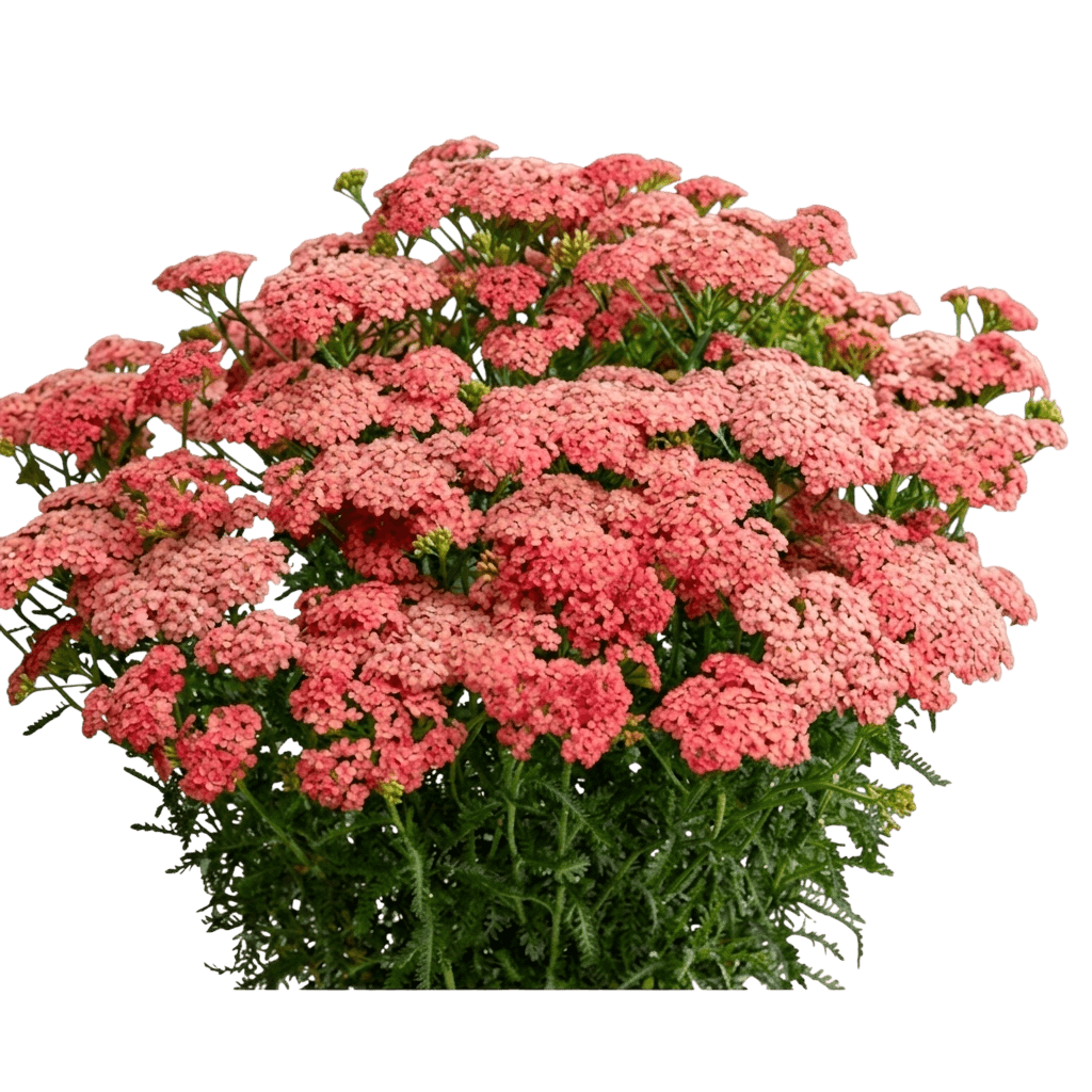 millefoglio (Achillea Millefolium 'Apricot Delight') - Piante perenni