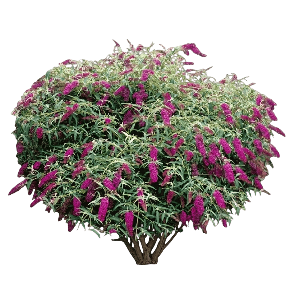 budleia (Buddleia Davidii 'Attraction') - Plantas de estrato bajo