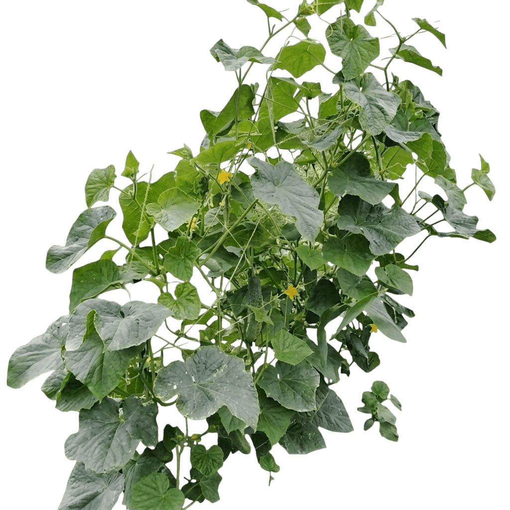 Beit Alpha Cucumber (Cucumis Sativus 'Beit Alpha') - Perennials