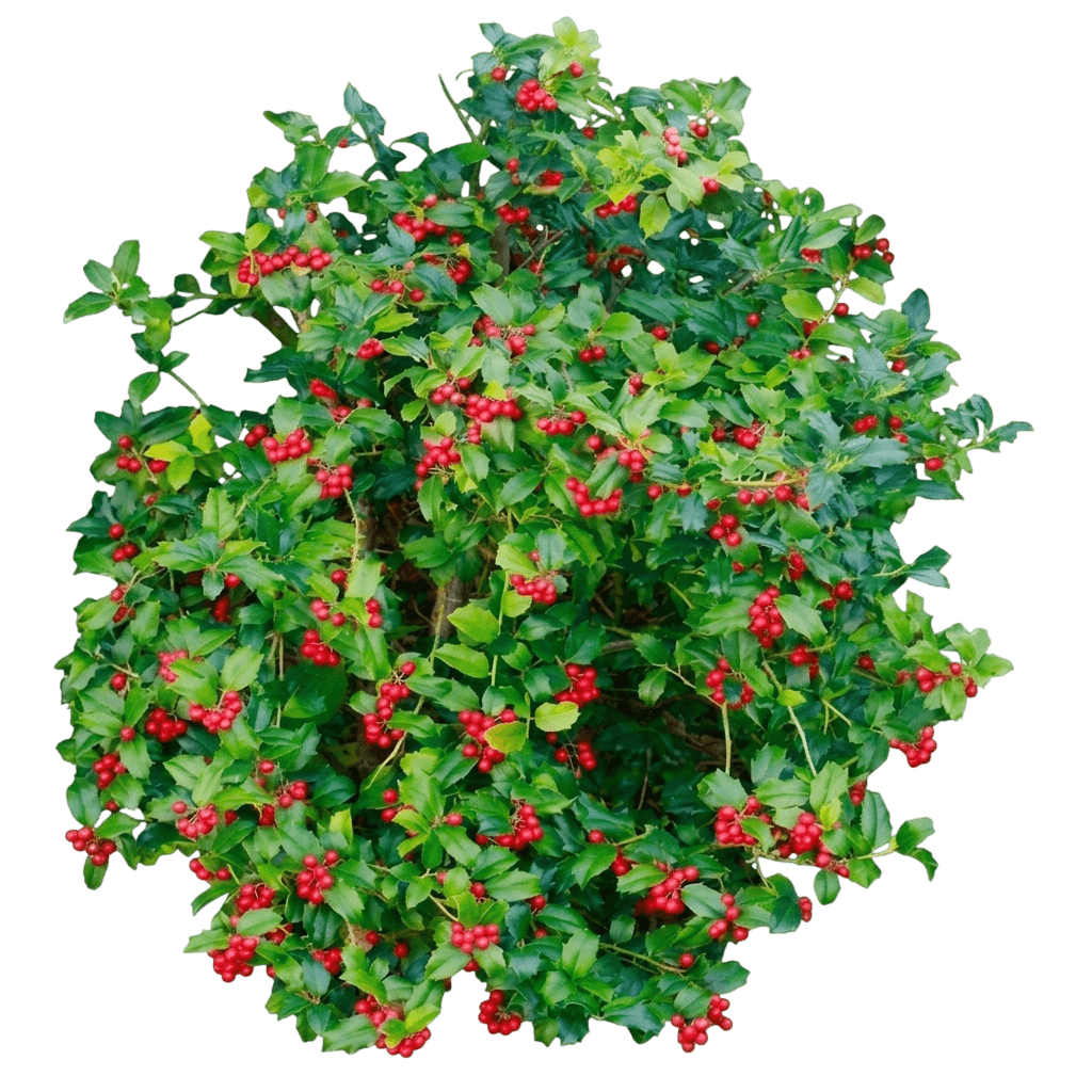 China Girl Holly (Female) (Ilex X Meserveae China Girl 'Mesog') - Ground Layers