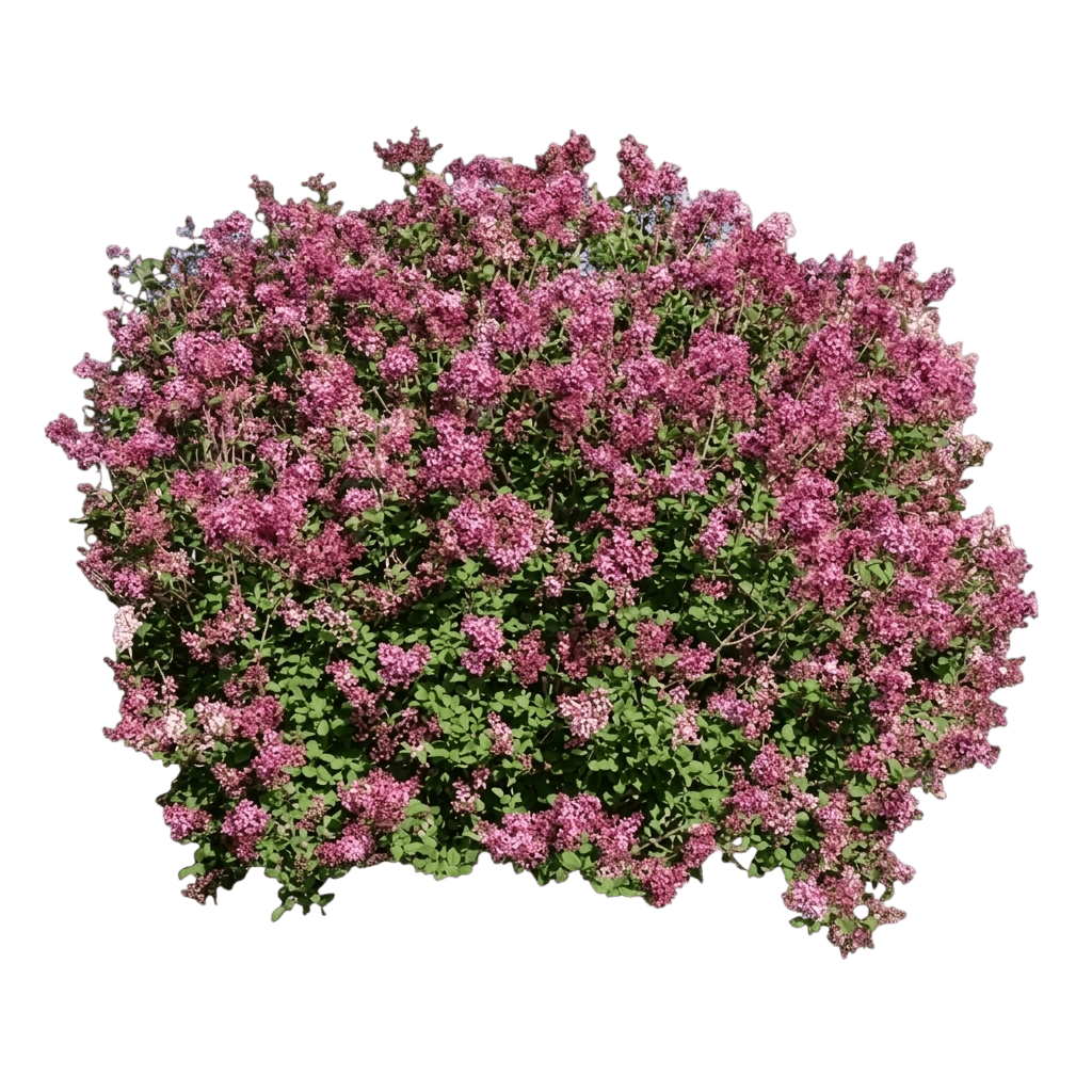 Sweet Talker fragrant viburnum (Viburnum Hybrid 'Ncvx4') - Ground Layers