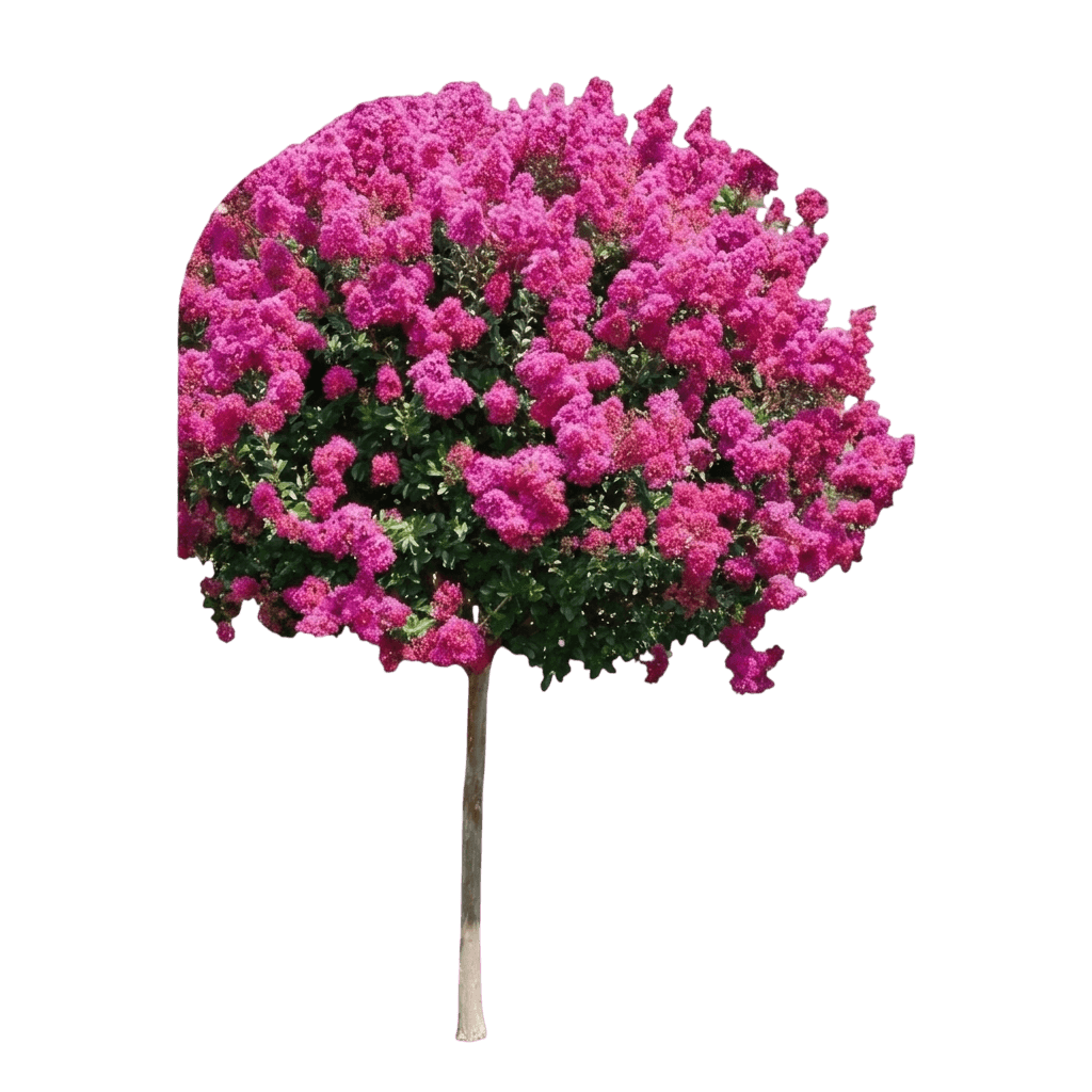 Center Stage® Coral Crape Myrtle (Lagerstroemia Var. Hybrid 'Smnlcor') - Flowering trees