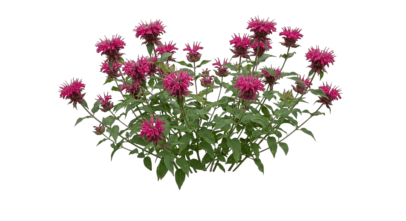 Blue Stocking Bee Balm (Monarda Didyma Var. Hybrid 'Blaustrumpf') - Perennials