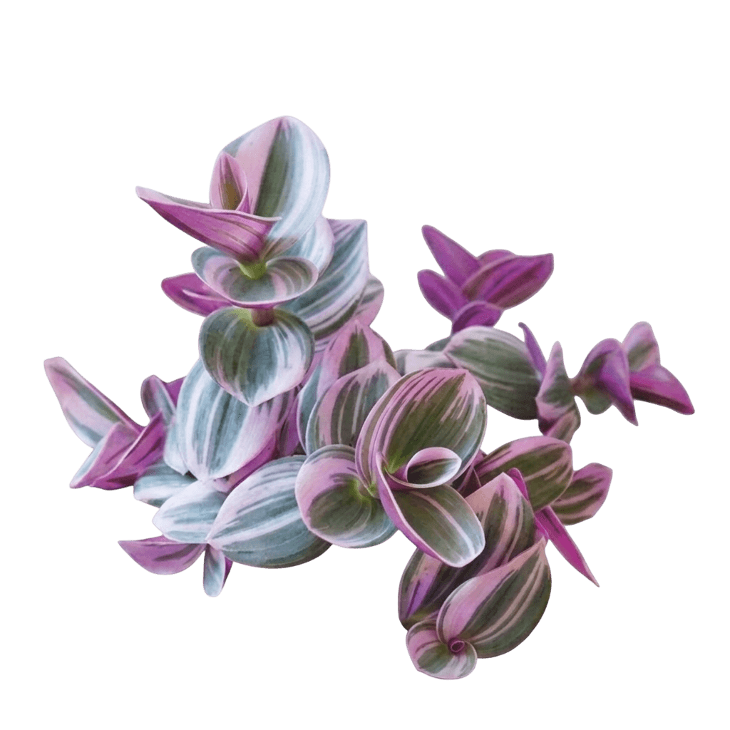 Amethyst Kiss™ Spiderwort (Tradescantia Var. Hybrid 'Radtrad') - Perennials