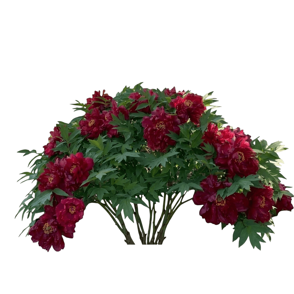 Garden Candy™ Simply Scrumptious™ Itoh Peony (Paeonia X Var. X 'Simply Scrumptious') - Perennials
