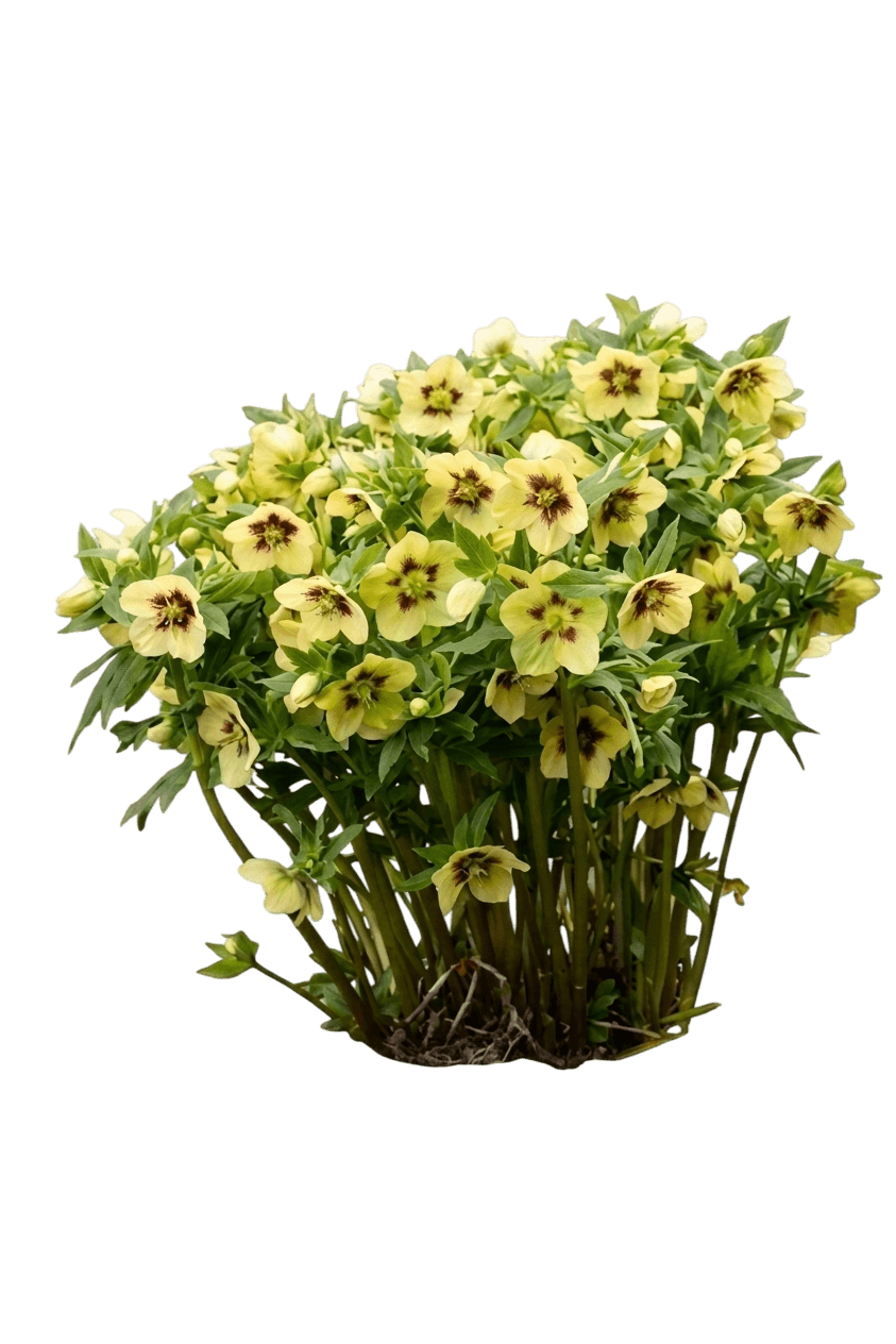 Rio Carnival Lenten Rose (Helleborus 'Rio Carnival') - Perennials