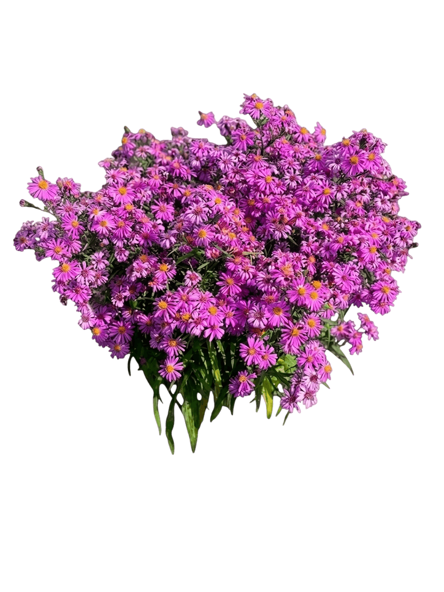 Woods Pink Aster (Aster X Dumosus Var. X Dumosus 'Woods Pink') - Perennials