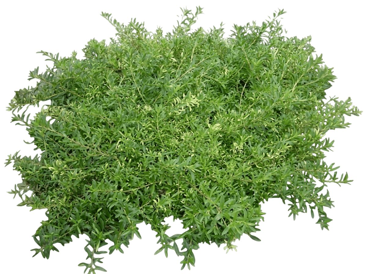 pacifica saltbush (Myoporum X 'Pacificum') - Groundcovers
