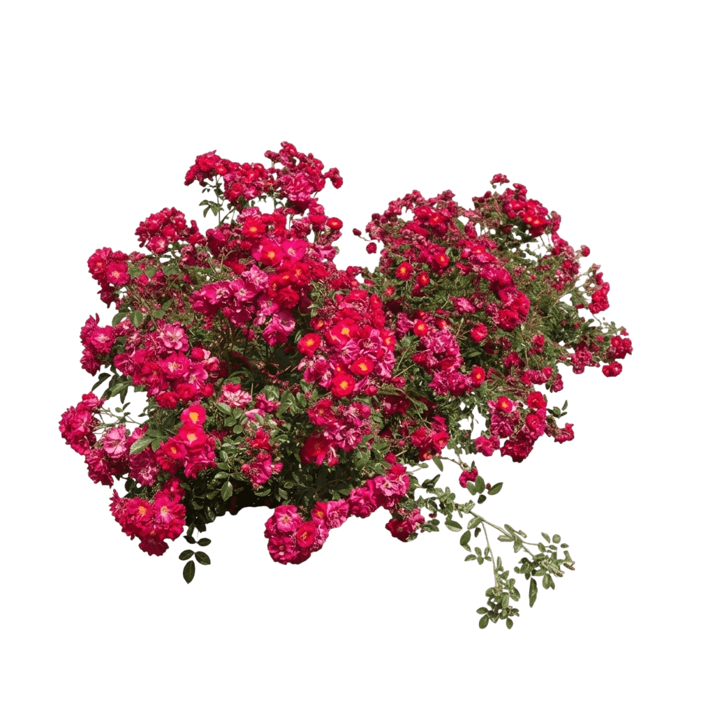 Rose, Henry Kelsey (Rosa X ‘Henry Kelsey’) - Ground Layers