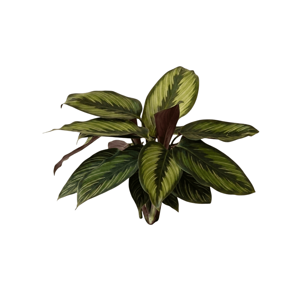 beauty star (Goeppertia 'Beautystar') - Ground-layer plants