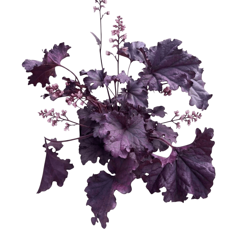 Northern Exposure™ Black Coral Bells (Heuchera X Pp30583 Var. X 'Tnheuneb') - Perennials