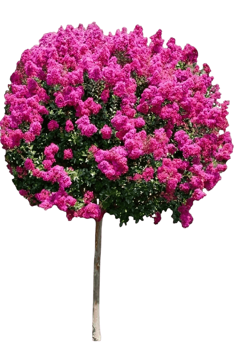 Ruffled Red Magic crape myrtle (Lagerstroemia 'Piilag-Vii') - Ground-layer plants