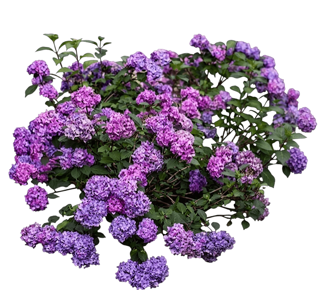 Bloomstruck® Endless Summer® Hydrangea (Hydrangea Macrophylla Bloomstruck 'P11Hm-11') - Ground Layers