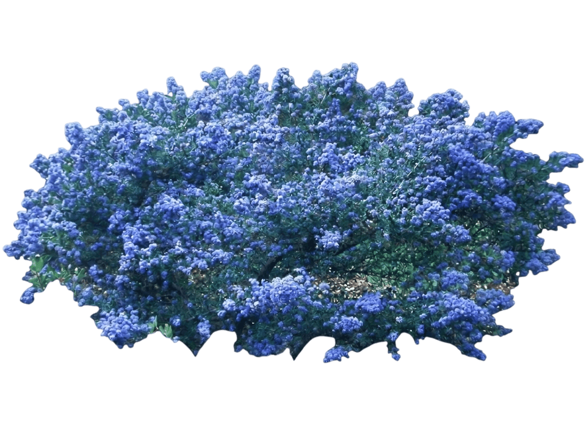 Vandenberg ceanothus (Ceanothus Impressus 'Vandenberg') - Shrubs